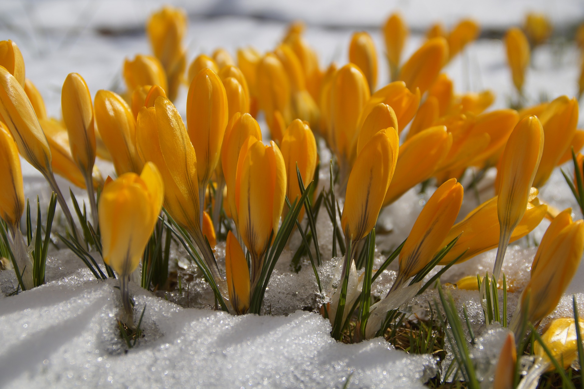 Blumen, Schnee, Frühling